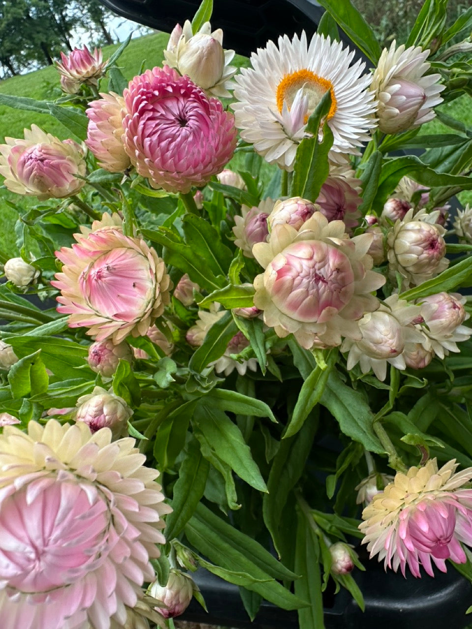 Silvery Rose Strawflower