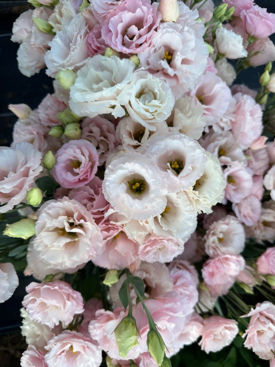 Soft Peach Lisianthus