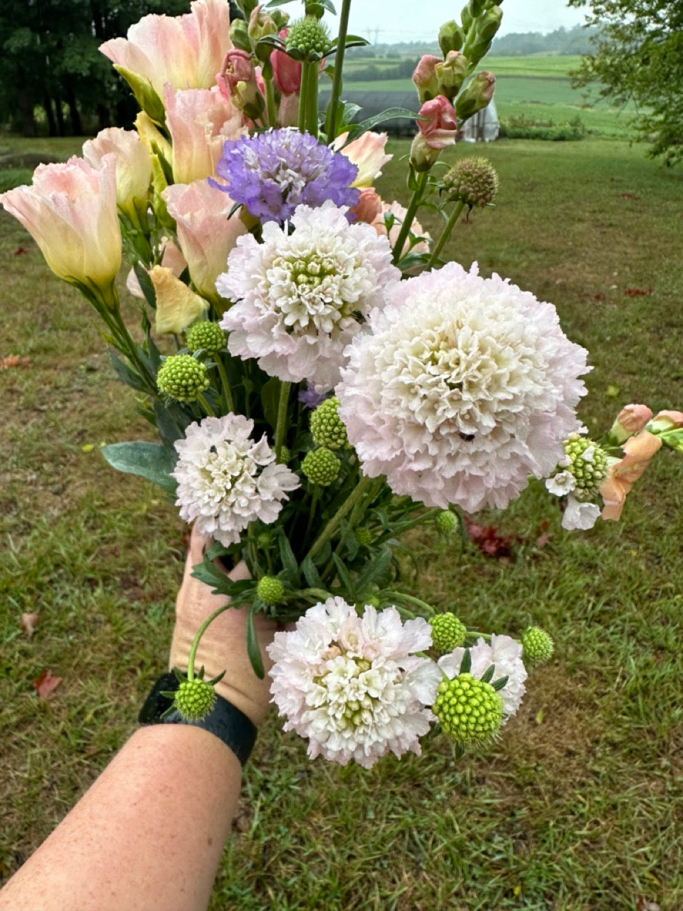 White Scabiosa