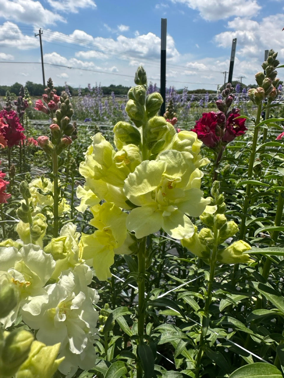 Yellow Madame Butterfly Snapdragons