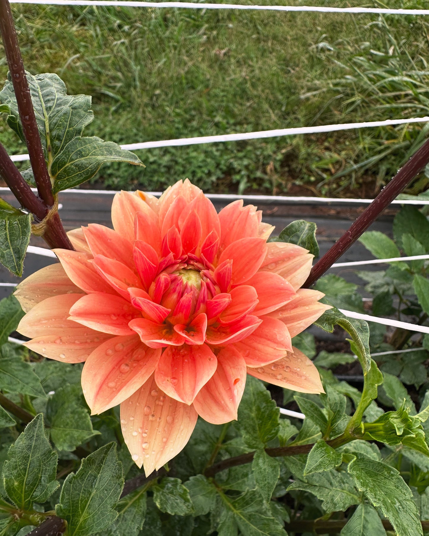 Yvonne Dahlia