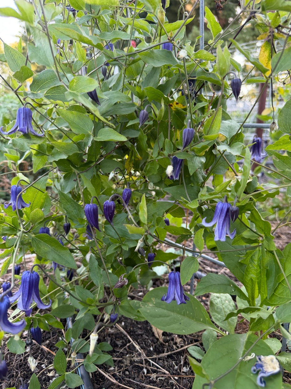 Blue Purple Bell Clematis