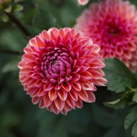 Daisy Duke Dahlia