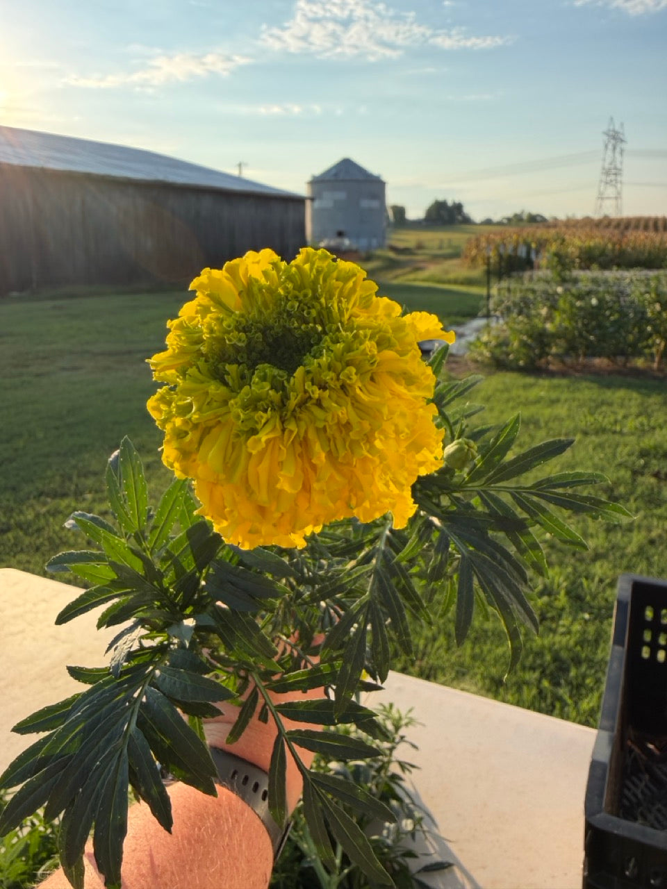 Chartreuse Lime Marigolds