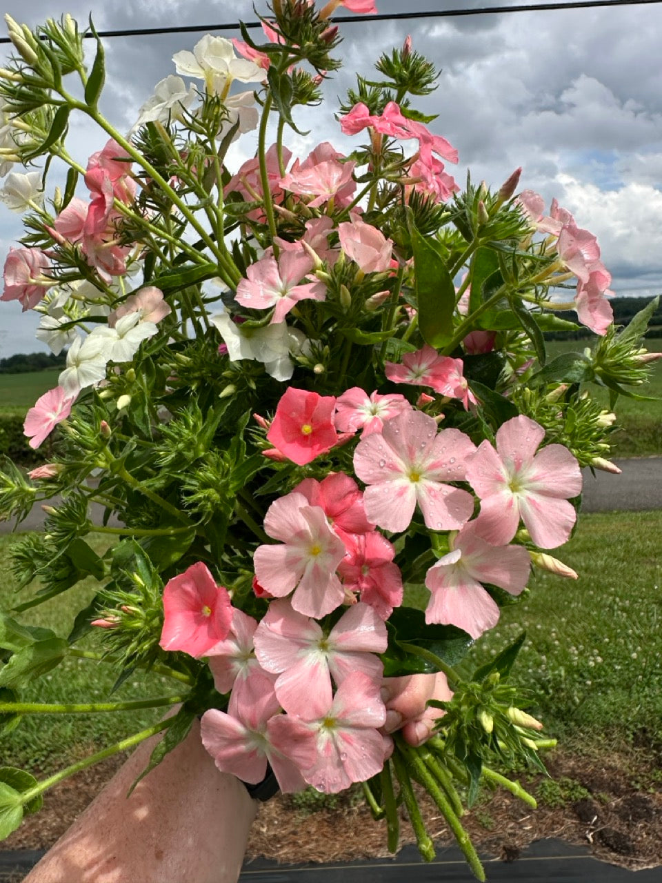 Phlox of Sheep