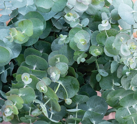 Silver Dollar Eucalyptus