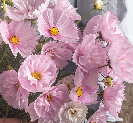 Cupcake Blush Cosmos