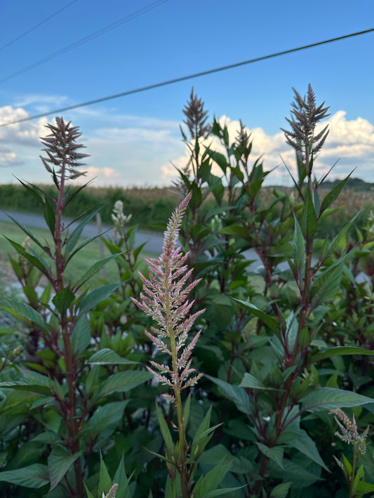 Rose Gold Celosia - Limited