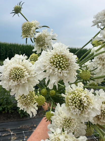 White Scabiosa