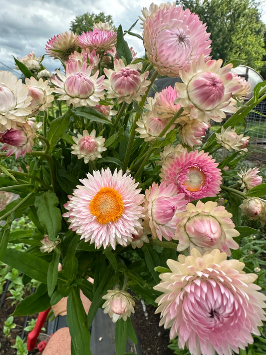 Silvery Rose Strawflower