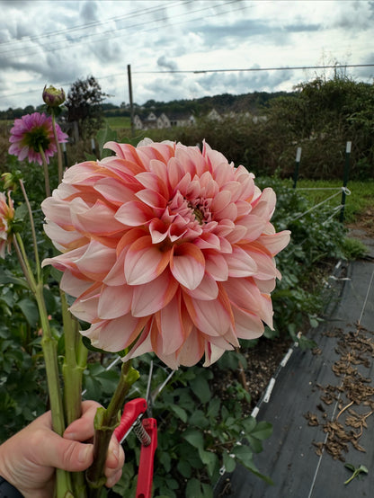 Lee's Chloe Dahlia