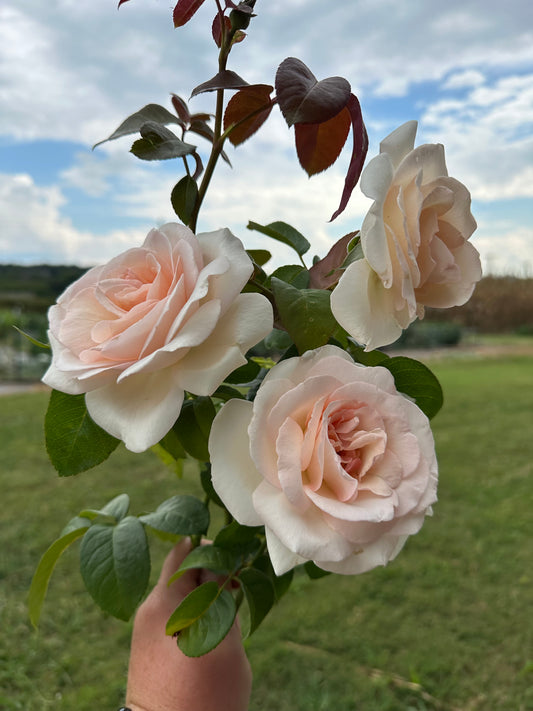 Francis Meilland Rose - Limited
