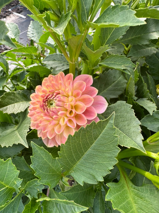 20th Ave Softer Peach