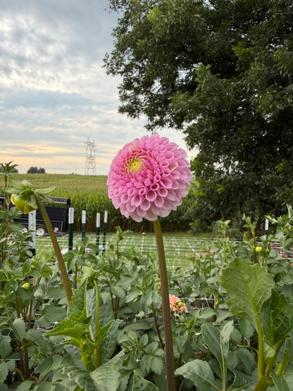 Fifi Dahlia