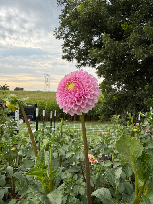 Fifi Dahlia