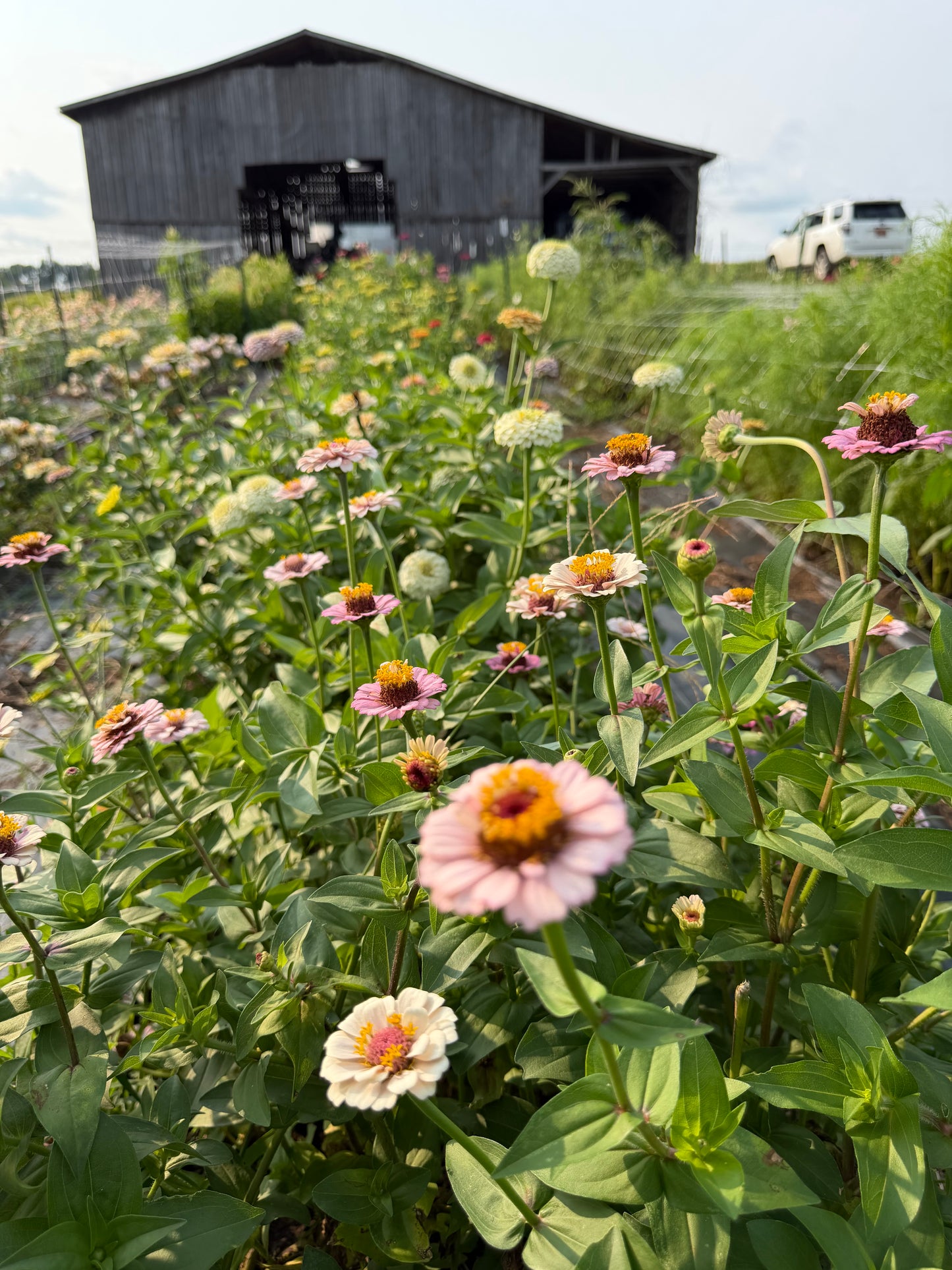 Petite Pastel Zinnias