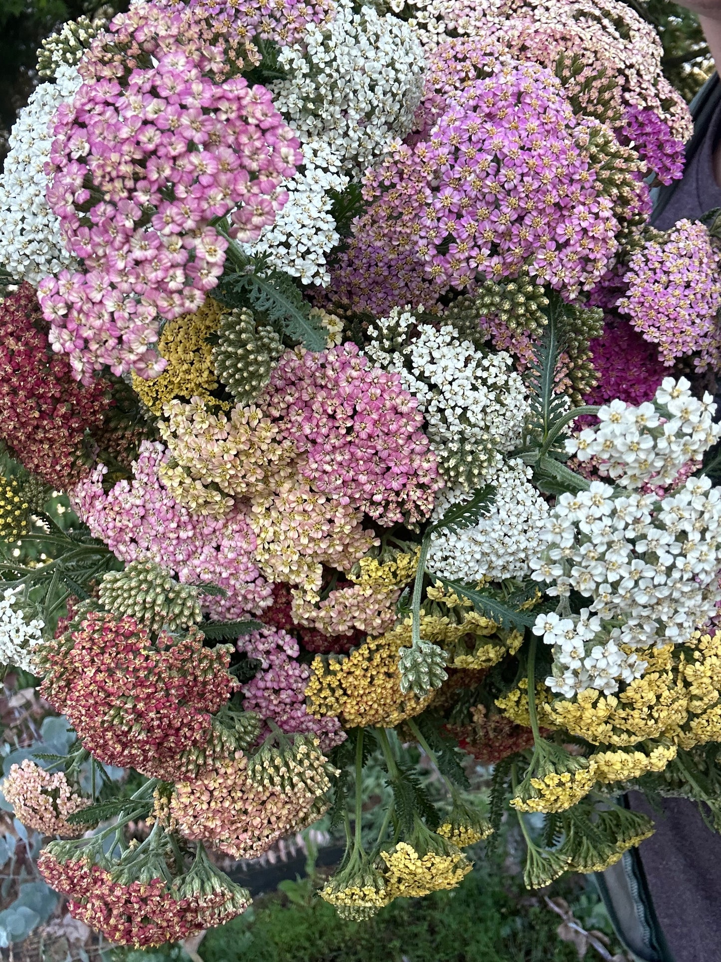 Berries + Pastel Yarrow