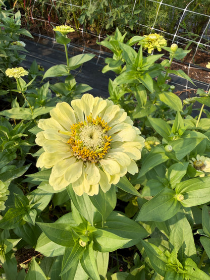 Giant Lime Zinnias