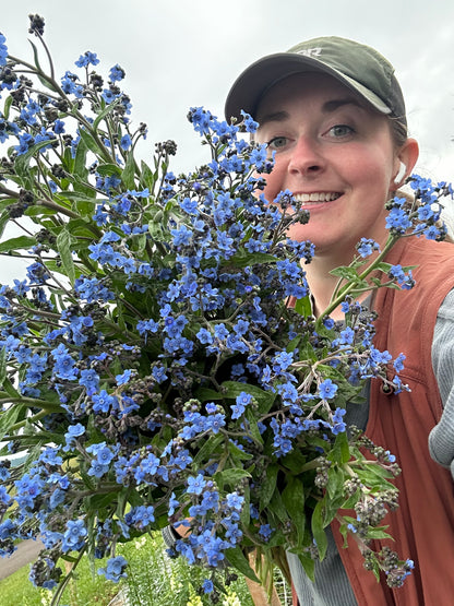 Chinese Forget Me Nots