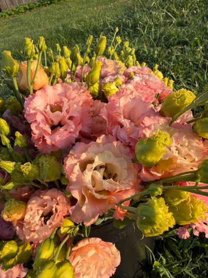 Honey Pink Lisianthus