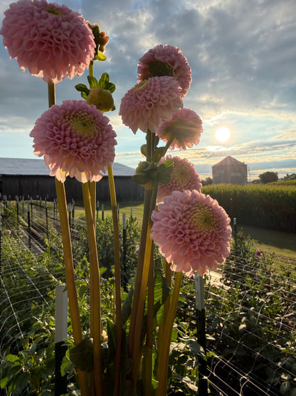 Fifi Dahlia