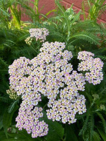 Berries + Pastel Yarrow