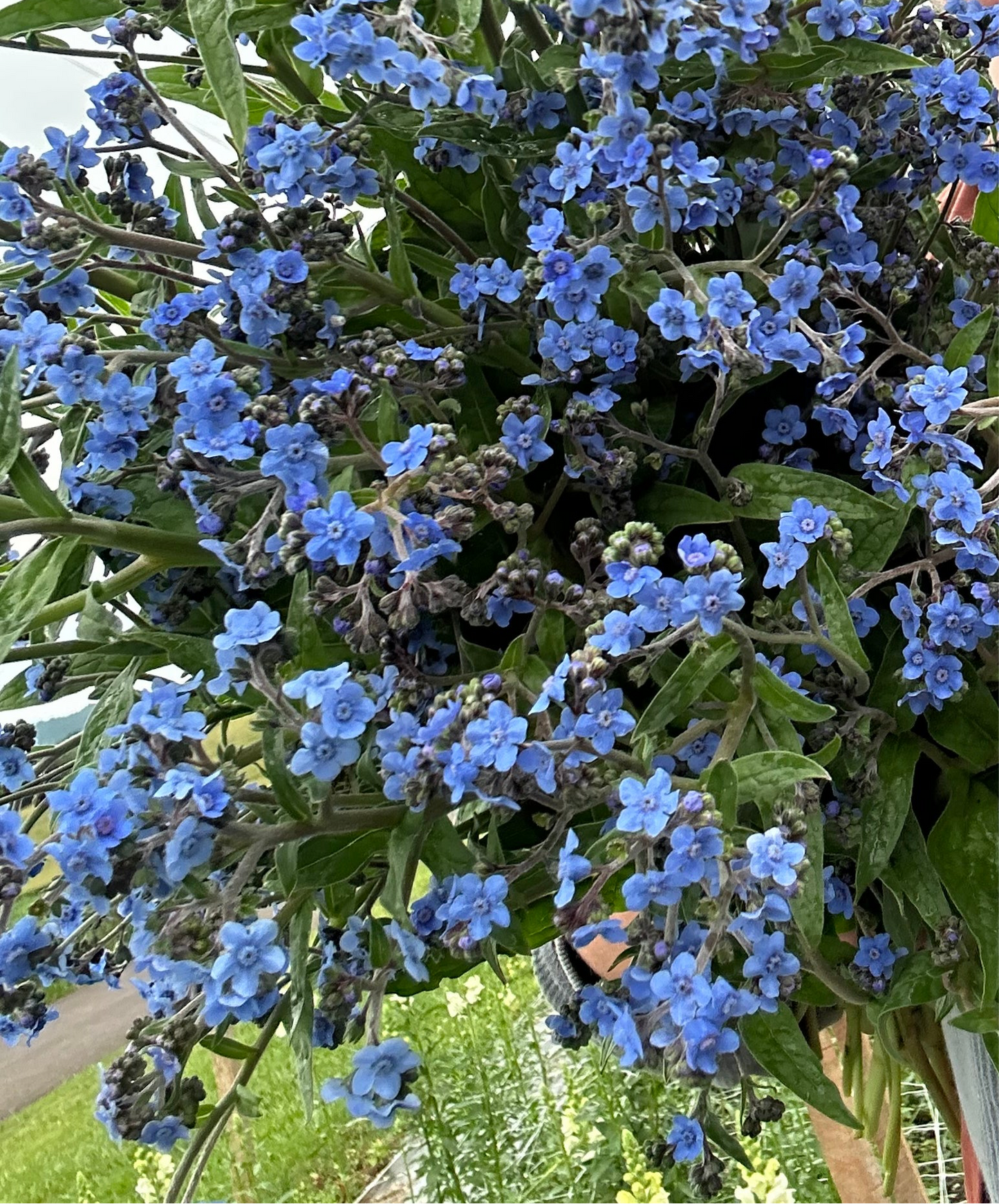 Chinese Forget Me Nots