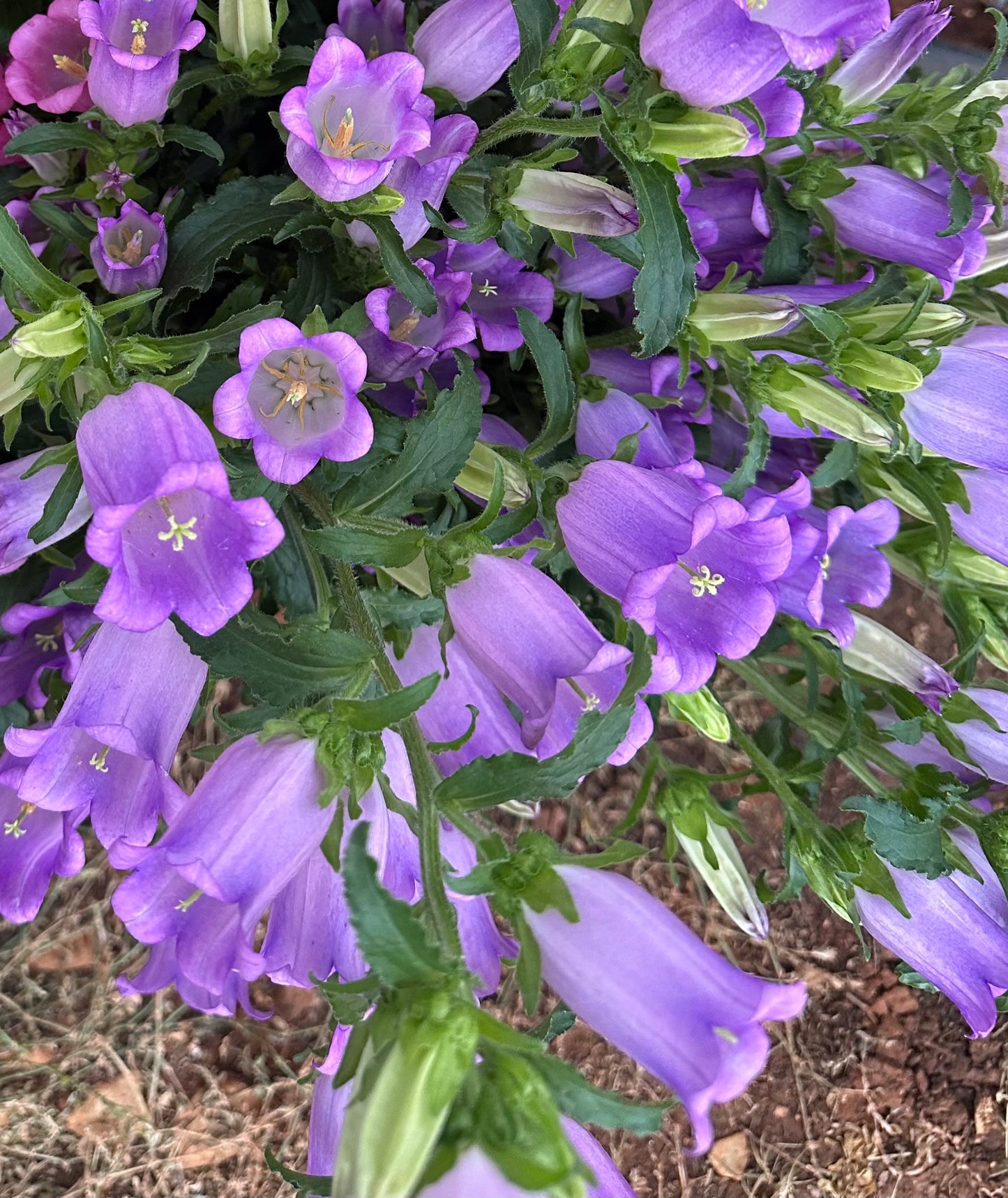 Lilac Campanula