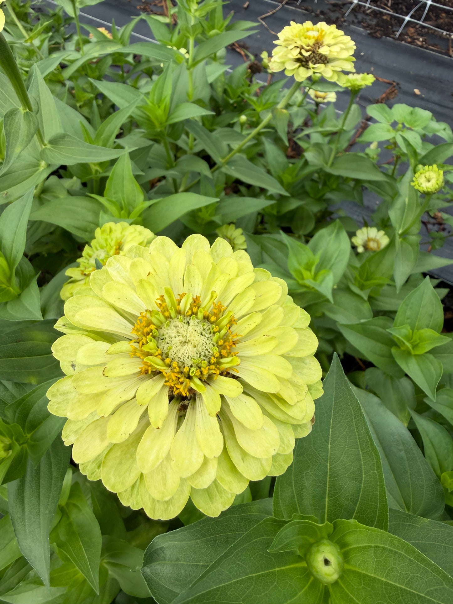Giant Lime Zinnias