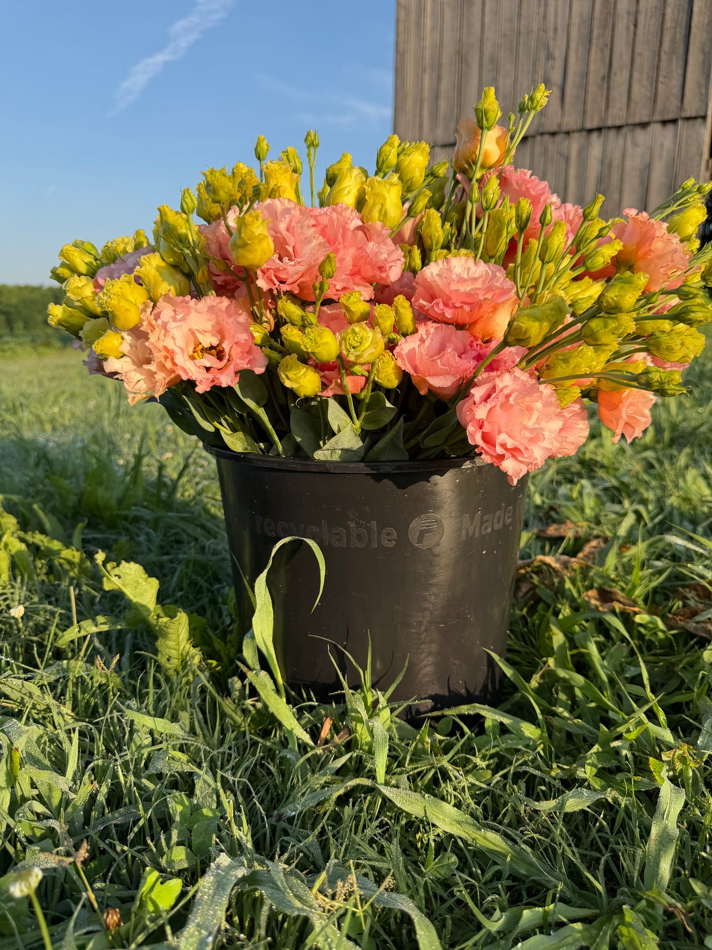 Honey Pink Lisianthus
