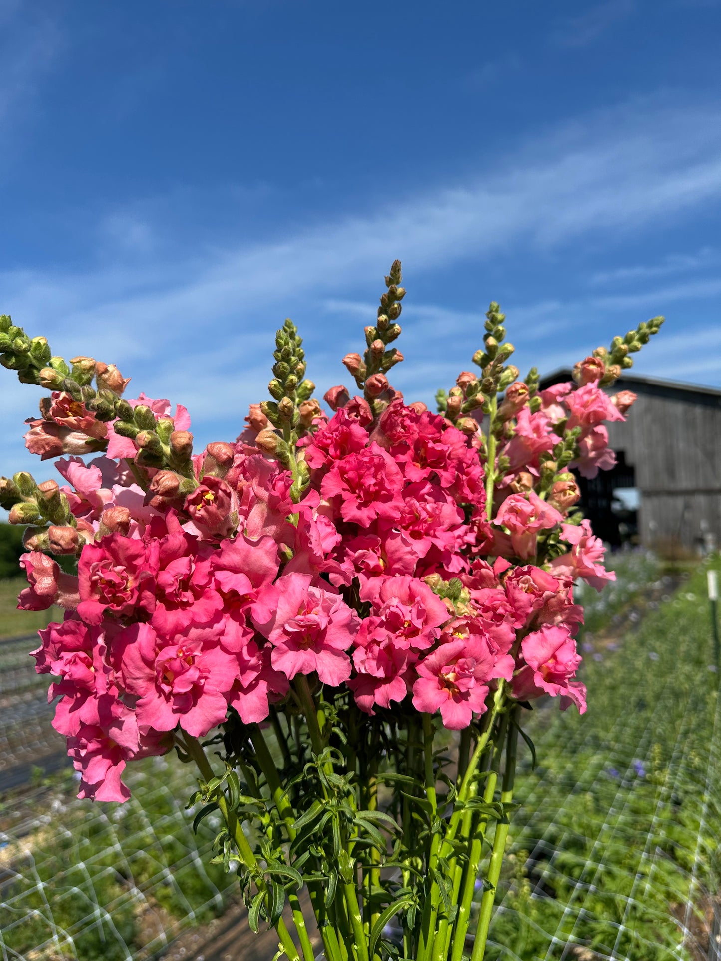 Pink Madame Butterfly Snapdragons