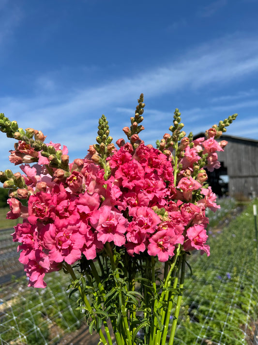 Pink Madame Butterfly Snapdragons