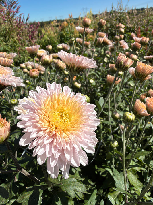 Helen Mae Chrysanthemum