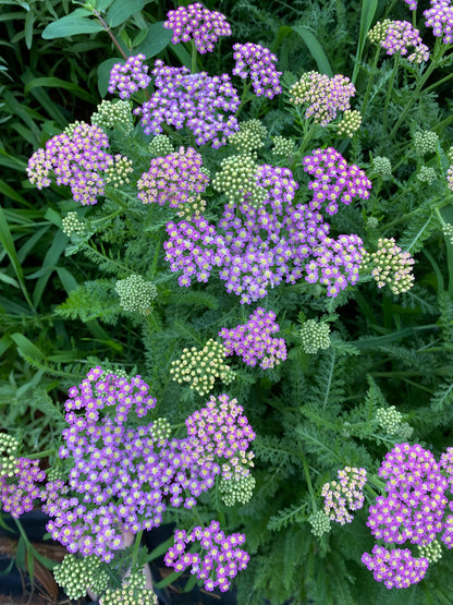 Berries + Pastel Yarrow