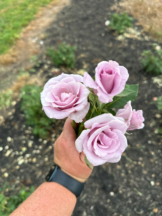 Sterling Silver Rose - Limited