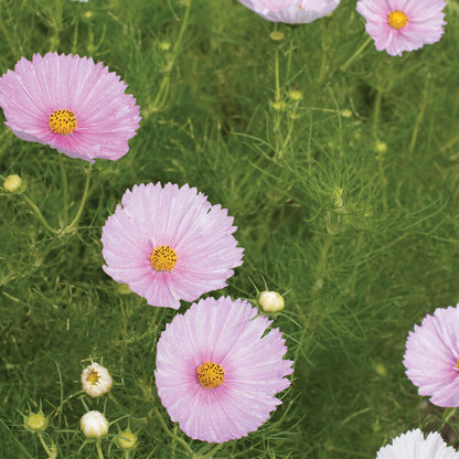Cupcake Blush Cosmos