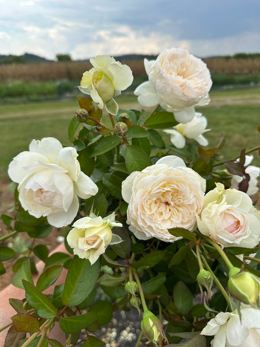 Bolero Rose - Limited