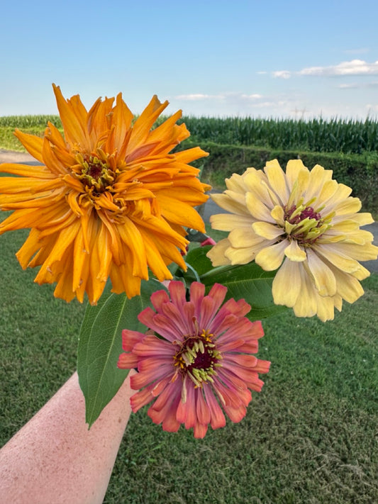 Agave Zinnias