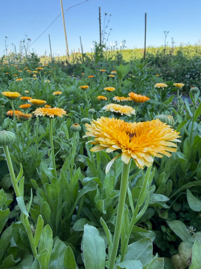 Apricot Calendula
