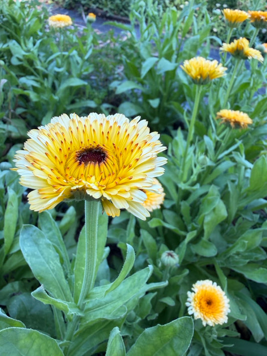 Apricot Calendula