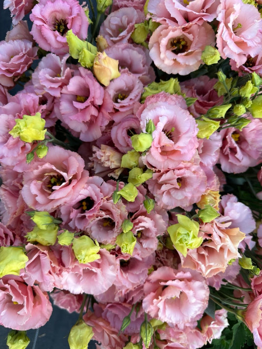 Apricot Lisianthus
