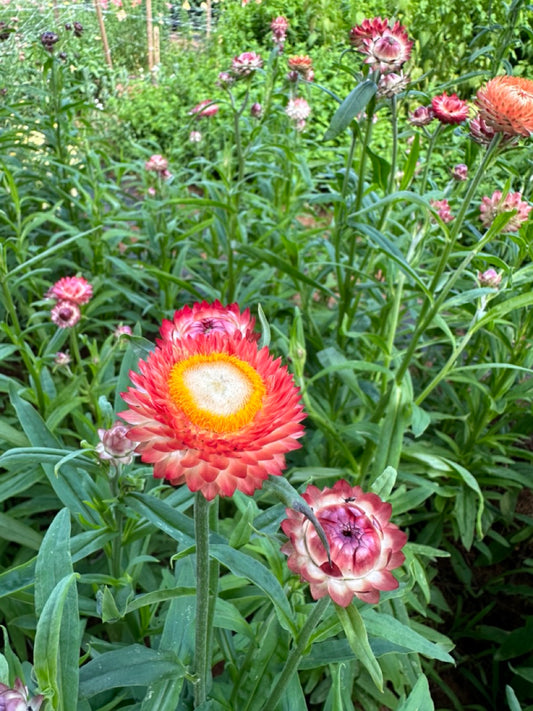 Apricot Strawflower