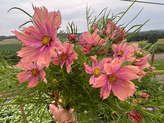 Apricotta Cosmos