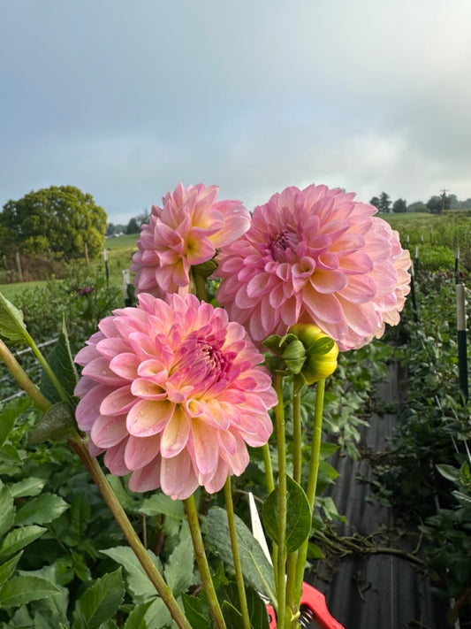 Arnside Rose Dahlia