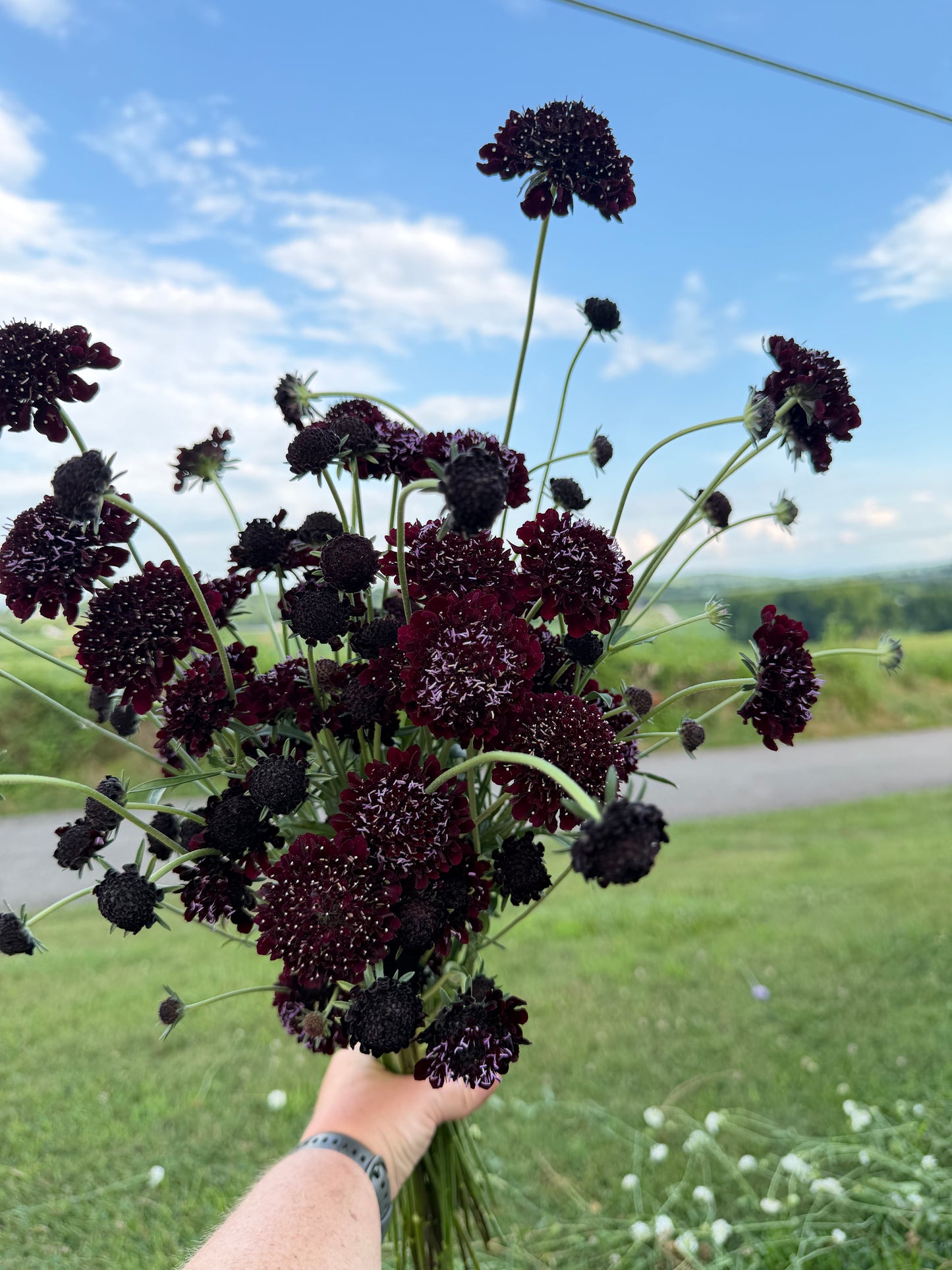 BlackBerry Scabiosa