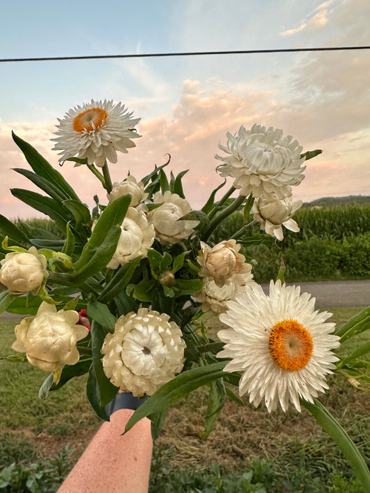 Vintage White Strawflower
