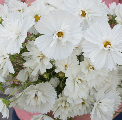 Fizzy White Comos