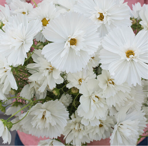 Fizzy White Comos