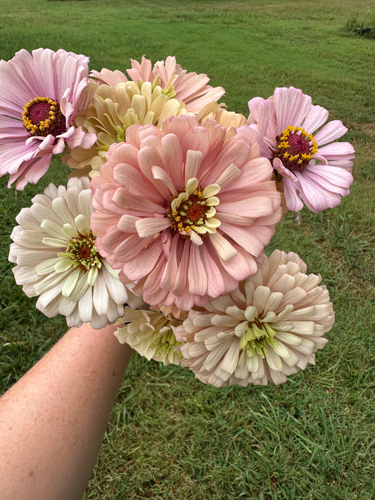 Pastel Zinnias
