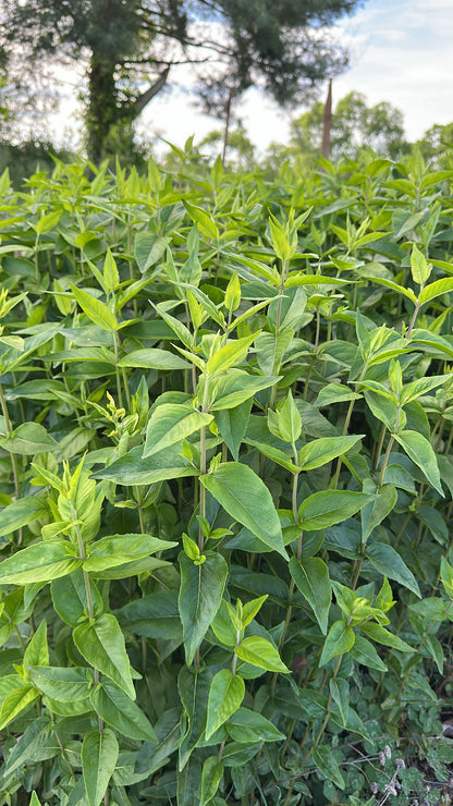 Mountain Mint